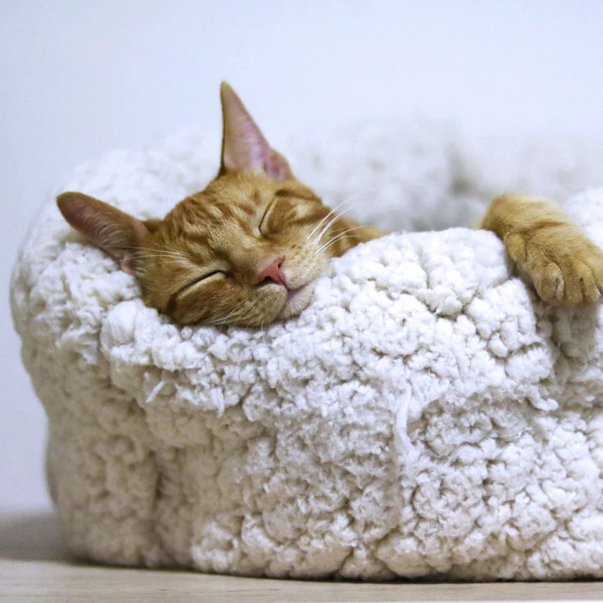 Pet Beds & Houses