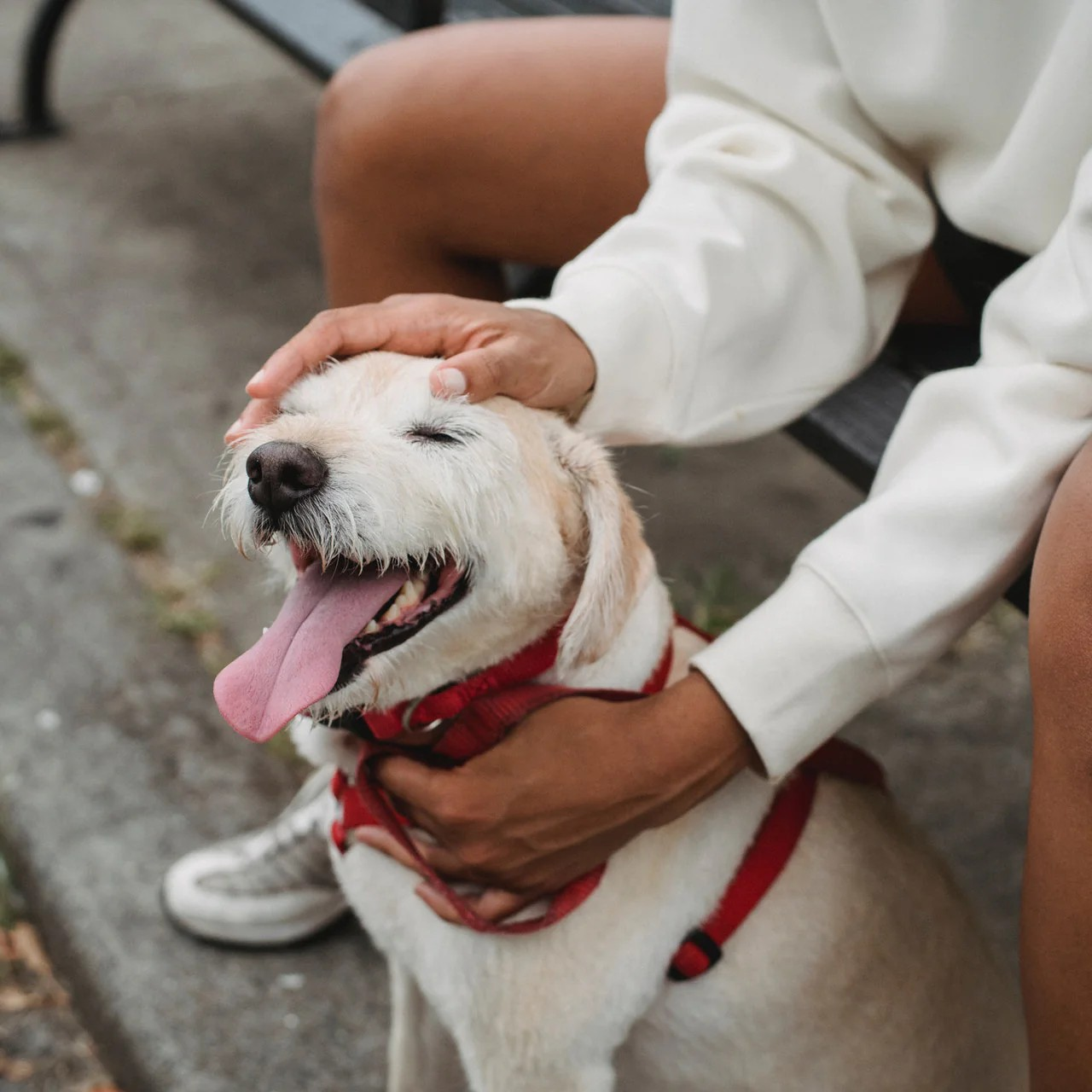 Pet Collar, Harness & Leashes