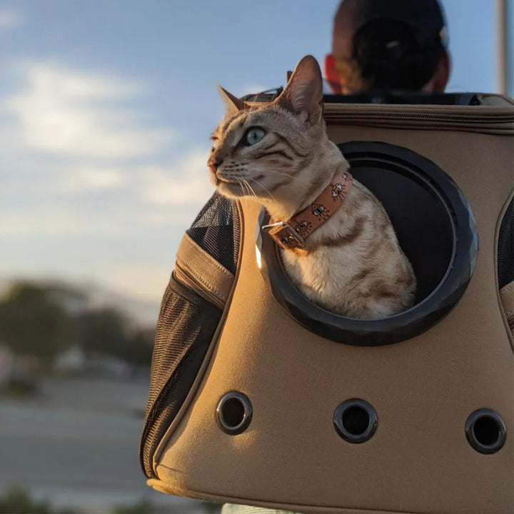 Travel Cat Carrier Backpack Portable Large Top Luxury Cat Carrier Shoulder Bag Double Backpacks Mochila Para Gato Pet Bag